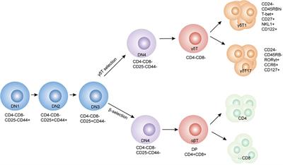 Gamma Delta T Cells and Their Pathogenic Role in Psoriasis